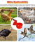 12PCS Chicken Automatic Watering Cups Drinker Waterer for Duck Quail Hen Poultry