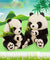 Cute Chinese Panda Plush soft Doll Toys Kids Baby Birhtday Gift