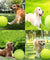 Jumbo 9.5" Large Pet Dog Tennis Ball Thrower Chucker Launcher Play Toy w/ Pump